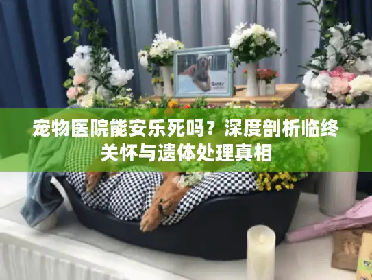 宠物医院能安乐死吗？深度剖析临终关怀与遗体处理真相