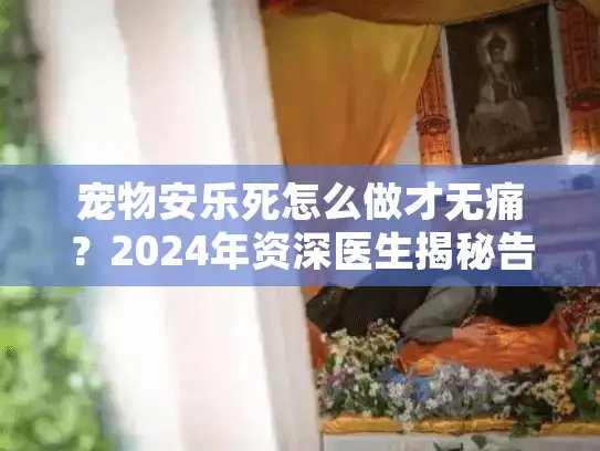 宠物安乐死怎么做才无痛？2024年资深医生揭秘告别全流程