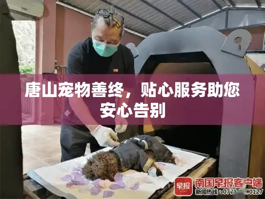 唐山宠物善终，贴心服务助您安心告别
