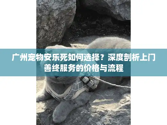 广州宠物安乐死如何选择？深度剖析上门善终服务的价格与流程