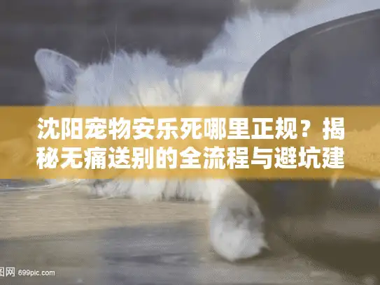 沈阳宠物安乐死哪里正规？揭秘无痛送别的全流程与避坑建议