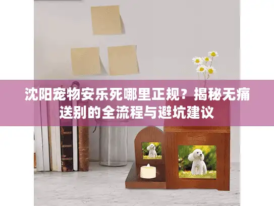 沈阳宠物安乐死哪里正规？揭秘无痛送别的全流程与避坑建议