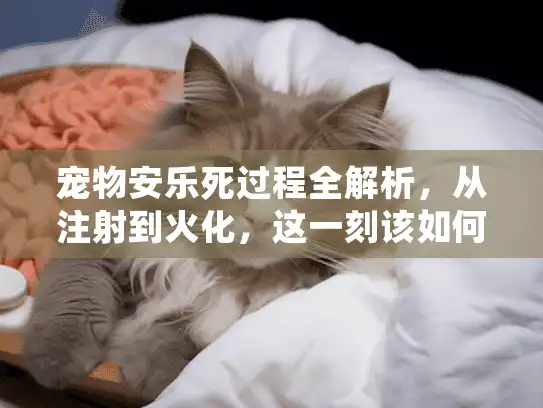 宠物安乐死过程全解析，从注射到火化，这一刻该如何体面告别