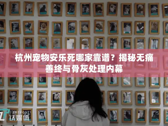 杭州宠物安乐死哪家靠谱？揭秘无痛善终与骨灰处理内幕