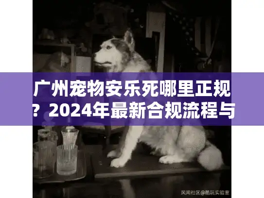 广州宠物安乐死哪里正规？2024年最新合规流程与收费标准揭秘