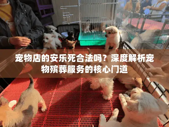 宠物店的安乐死合法吗？深度解析宠物殡葬服务的核心门道