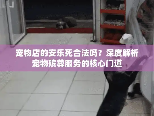 宠物店的安乐死合法吗？深度解析宠物殡葬服务的核心门道