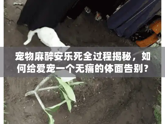 宠物麻醉安乐死全过程揭秘，如何给爱宠一个无痛的体面告别？