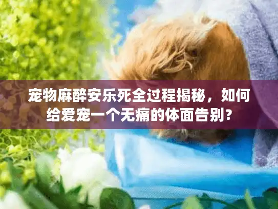 宠物麻醉安乐死全过程揭秘，如何给爱宠一个无痛的体面告别？