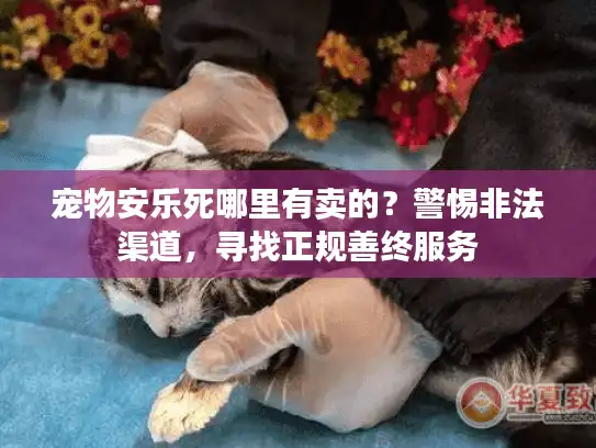 宠物安乐死哪里有卖的？警惕非法渠道，寻找正规善终服务