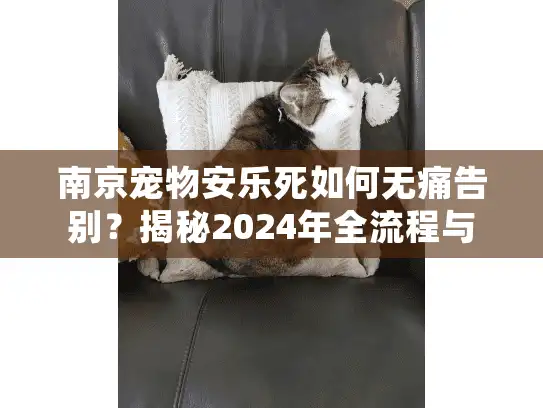 南京宠物安乐死如何无痛告别？揭秘2024年全流程与善后处理