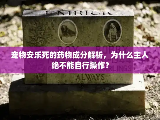 宠物安乐死的药物成分解析，为什么主人绝不能自行操作？