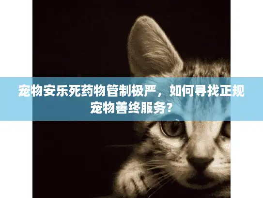 宠物安乐死药物管制极严，如何寻找正规宠物善终服务？