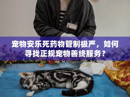 宠物安乐死药物管制极严，如何寻找正规宠物善终服务？