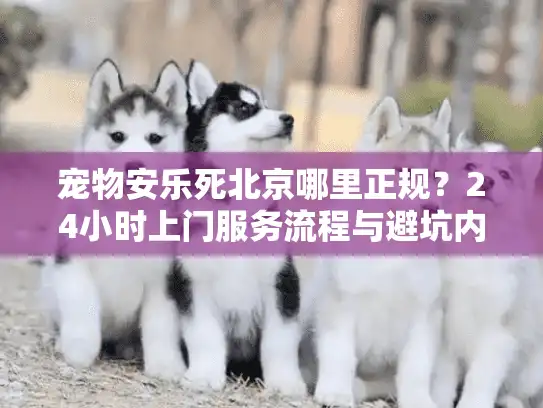 宠物安乐死北京哪里正规？24小时上门服务流程与避坑内幕