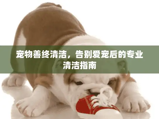 宠物善终清洁，告别爱宠后的专业清洁指南