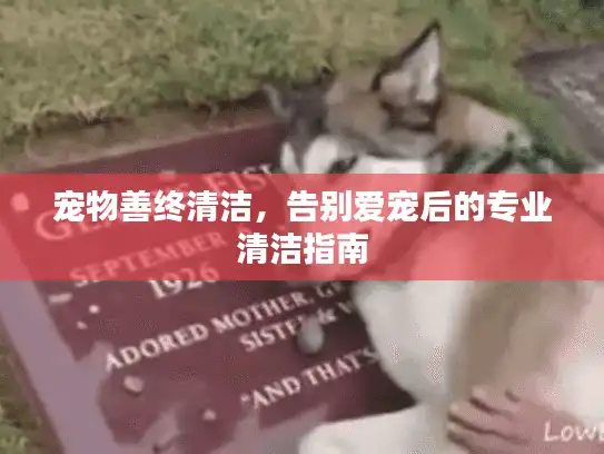 宠物善终清洁，告别爱宠后的专业清洁指南