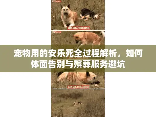 宠物用的安乐死全过程解析，如何体面告别与殡葬服务避坑