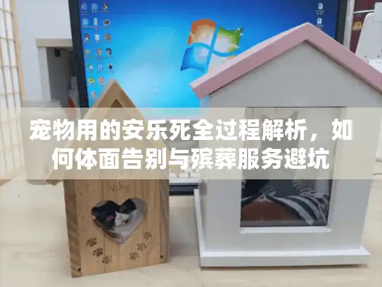 宠物用的安乐死全过程解析，如何体面告别与殡葬服务避坑