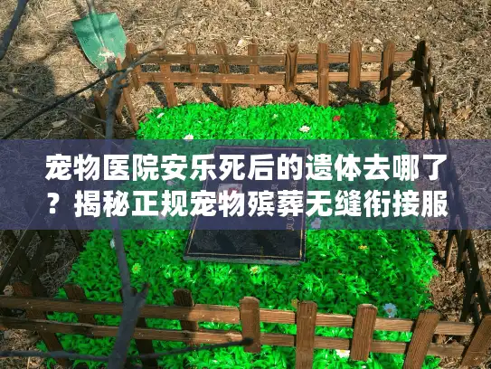 宠物医院安乐死后的遗体去哪了？揭秘正规宠物殡葬无缝衔接服务