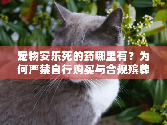宠物安乐死的药哪里有？为何严禁自行购买与合规殡葬