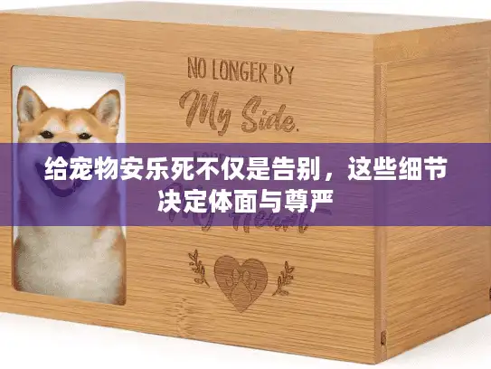 给宠物安乐死不仅是告别，这些细节决定体面与尊严