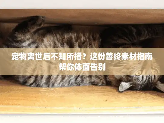 宠物离世后不知所措？这份善终素材指南帮你体面告别