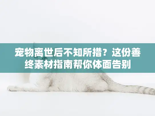 宠物离世后不知所措？这份善终素材指南帮你体面告别