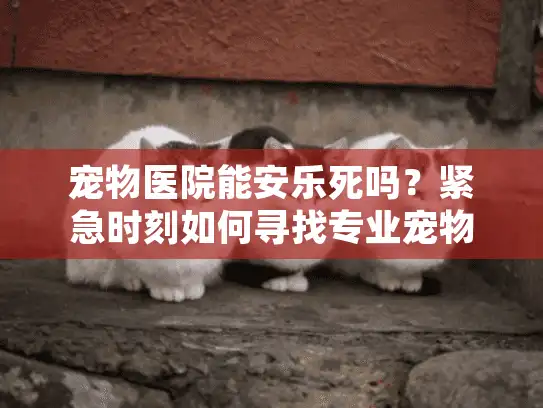 宠物医院能安乐死吗？紧急时刻如何寻找专业宠物殡葬服务？