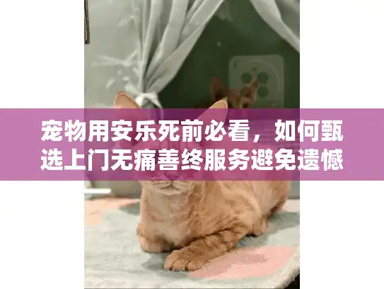 宠物用安乐死前必看，如何甄选上门无痛善终服务避免遗憾？