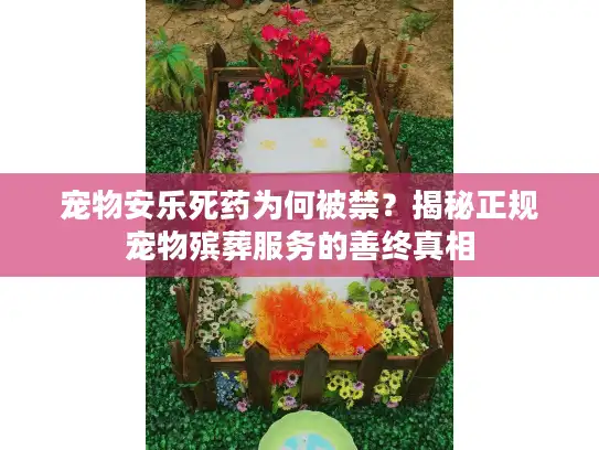宠物安乐死药为何被禁？揭秘正规宠物殡葬服务的善终真相