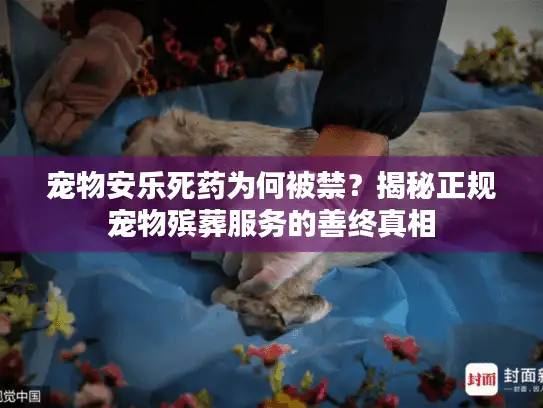 宠物安乐死药为何被禁？揭秘正规宠物殡葬服务的善终真相