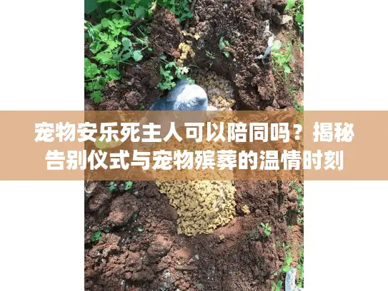 宠物安乐死主人可以陪同吗？揭秘告别仪式与宠物殡葬的温情时刻