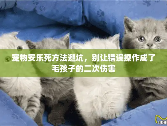 宠物安乐死方法避坑，别让错误操作成了毛孩子的二次伤害