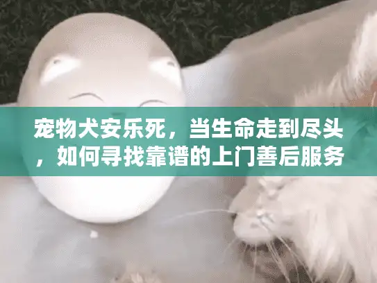 宠物犬安乐死，当生命走到尽头，如何寻找靠谱的上门善后服务？