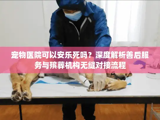 宠物医院可以安乐死吗？深度解析善后服务与殡葬机构无缝对接流程