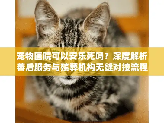 宠物医院可以安乐死吗？深度解析善后服务与殡葬机构无缝对接流程