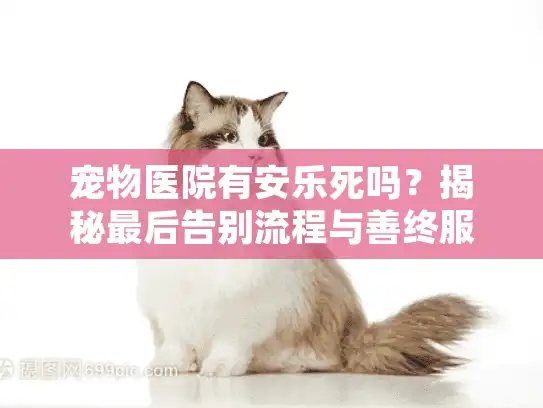 宠物医院有安乐死吗？揭秘最后告别流程与善终服务避坑