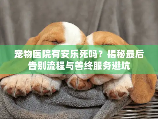 宠物医院有安乐死吗？揭秘最后告别流程与善终服务避坑