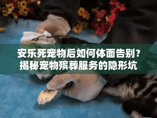 安乐死宠物后如何体面告别？揭秘宠物殡葬服务的隐形坑