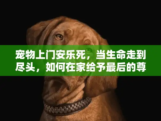 宠物上门安乐死，当生命走到尽头，如何在家给予最后的尊严？