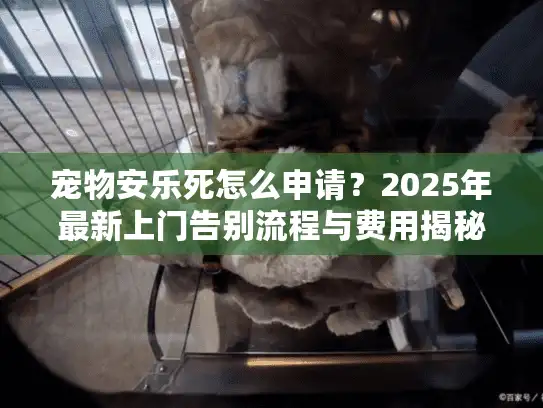 宠物安乐死怎么申请？2025年最新上门告别流程与费用揭秘