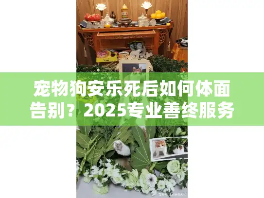 宠物狗安乐死后如何体面告别？2025专业善终服务实操