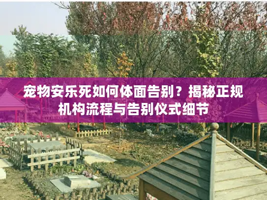 宠物安乐死如何体面告别？揭秘正规机构流程与告别仪式细节