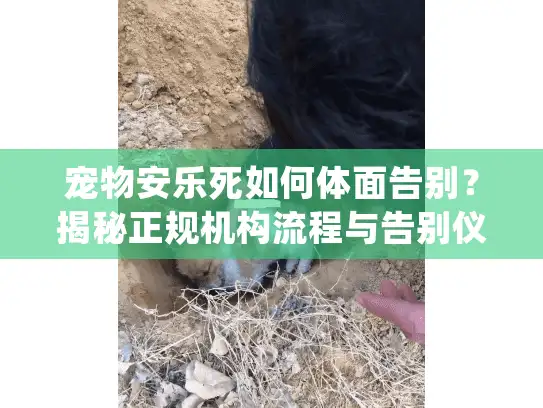 宠物安乐死如何体面告别？揭秘正规机构流程与告别仪式细节