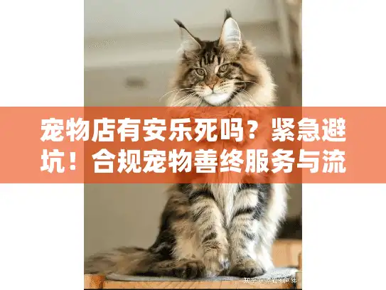 宠物店有安乐死吗？紧急避坑！合规宠物善终服务与流程剖析