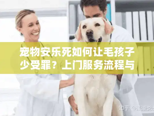 宠物安乐死如何让毛孩子少受罪？上门服务流程与善后细节
