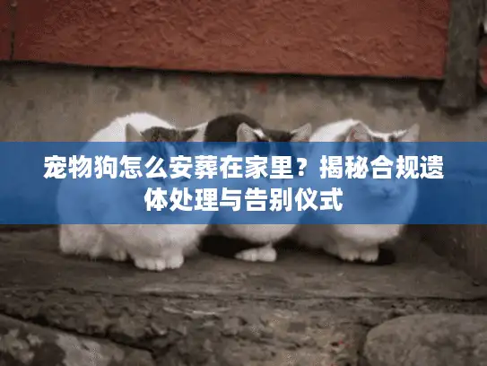 宠物狗怎么安葬在家里？揭秘合规遗体处理与告别仪式