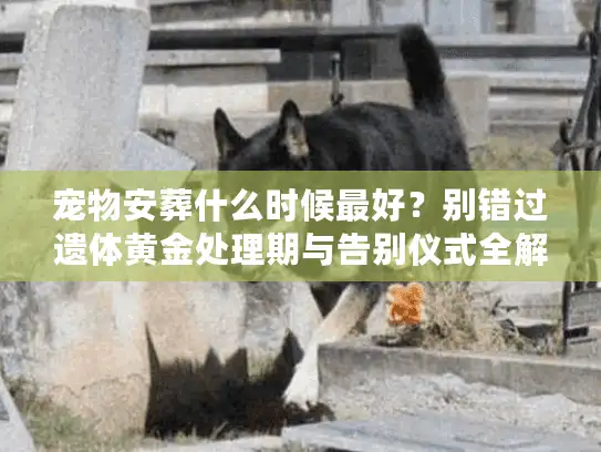 宠物安葬什么时候最好？别错过遗体黄金处理期与告别仪式全解