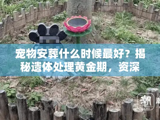 宠物安葬什么时候最好？揭秘遗体处理黄金期，资深殡葬师亲述